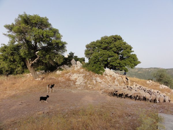 Trail of Pan_sheep